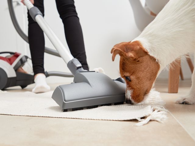 Best way to get dog hair out of carpet